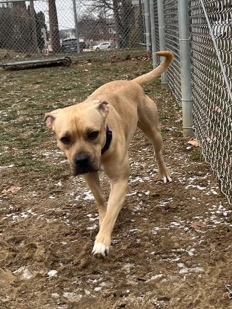 Enlarge Champagne, a Adoptable Pit Bull Terrier in New Kensington, PA image 4/6