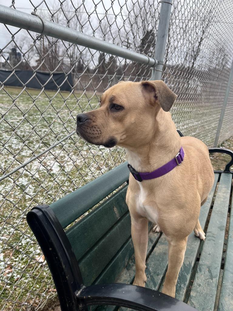 Enlarge Champagne, a Adoptable Pit Bull Terrier in New Kensington, PA image 5/6