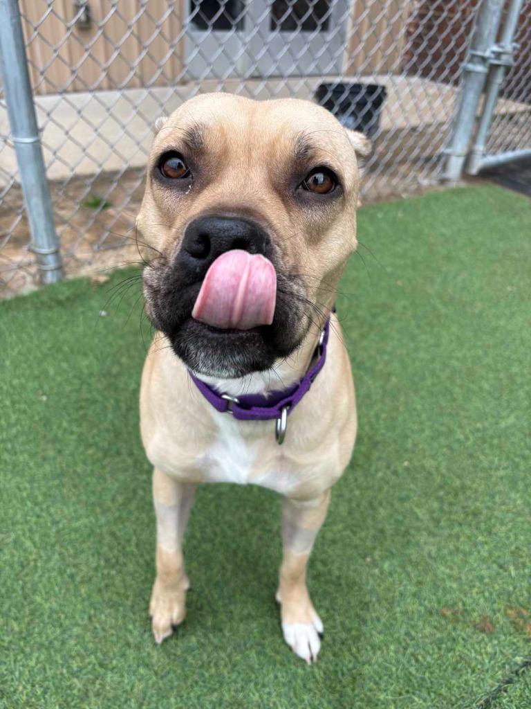 Enlarge Champagne, a Adoptable Pit Bull Terrier in New Kensington, PA image 5/6