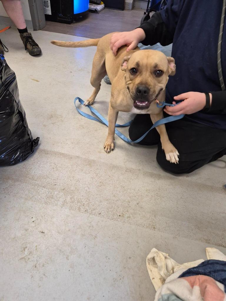 Enlarge Champagne, a Adoptable Pit Bull Terrier in New Kensington, PA image 6/6