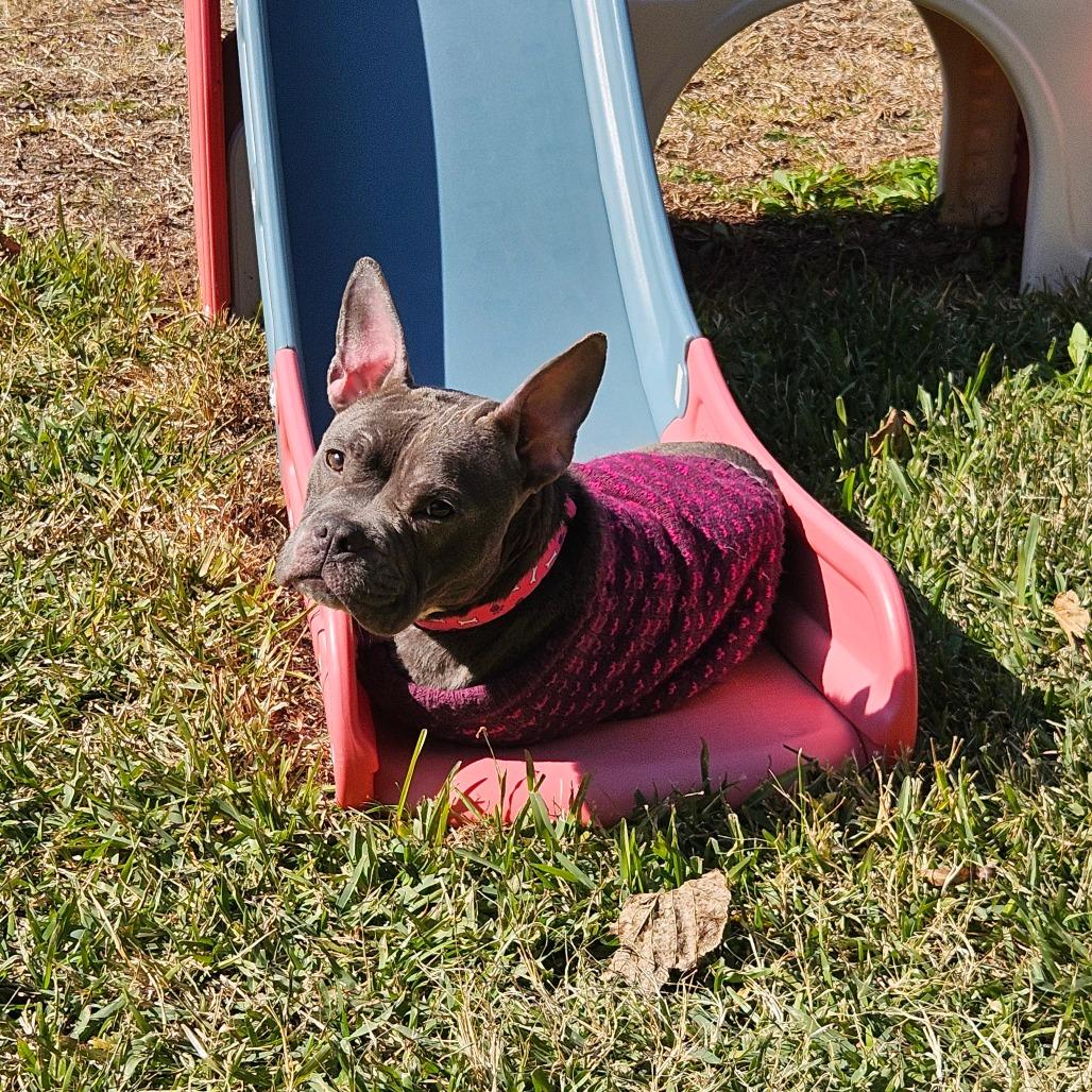 Moxie, Adoptable, Young Female French Bulldog & American Bulldog.