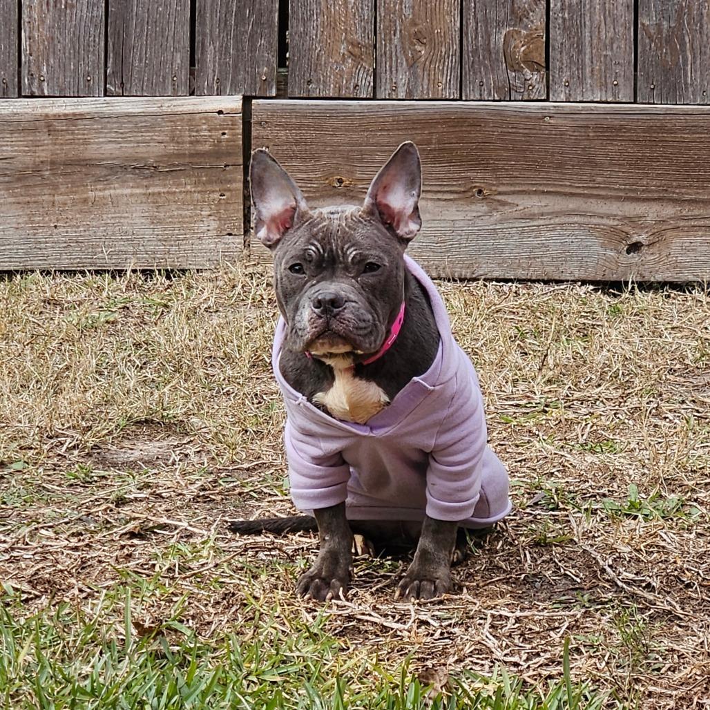 Enlarge Moxie, a Adoptable mixed breed in Houston, TX image 2/6