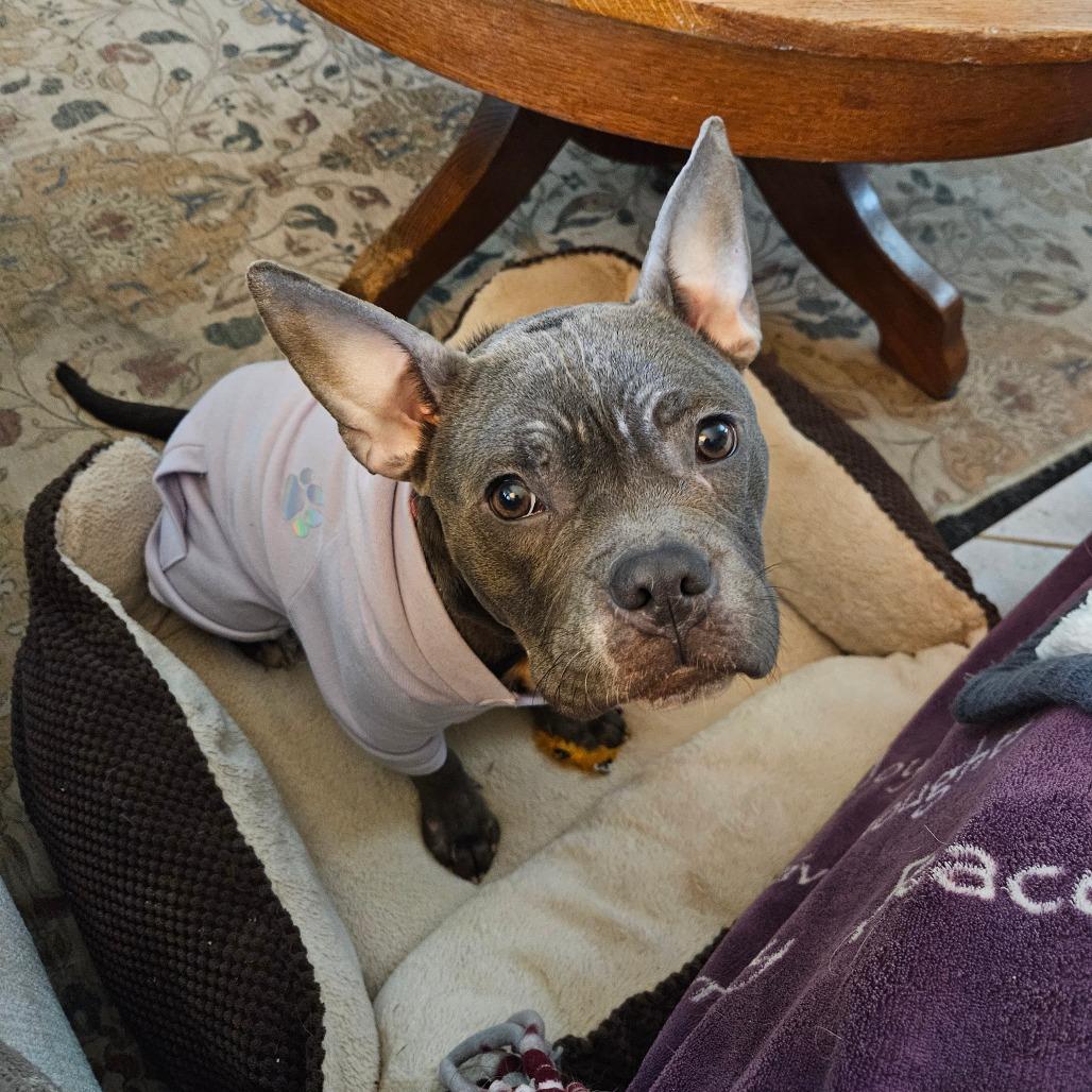 Enlarge Moxie, a Adoptable mixed breed in Houston, TX image 3/6