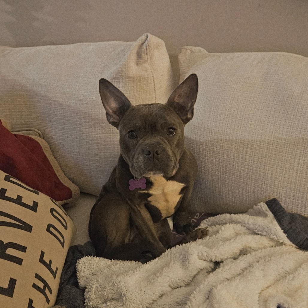 Enlarge Moxie, a Adoptable mixed breed in Houston, TX image 4/6