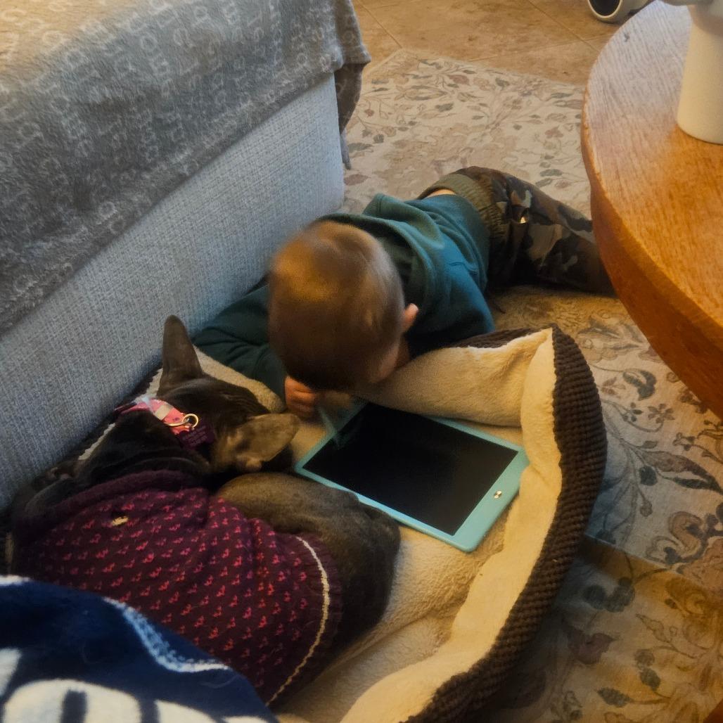 Enlarge Moxie, a Adoptable mixed breed in Houston, TX image 5/6