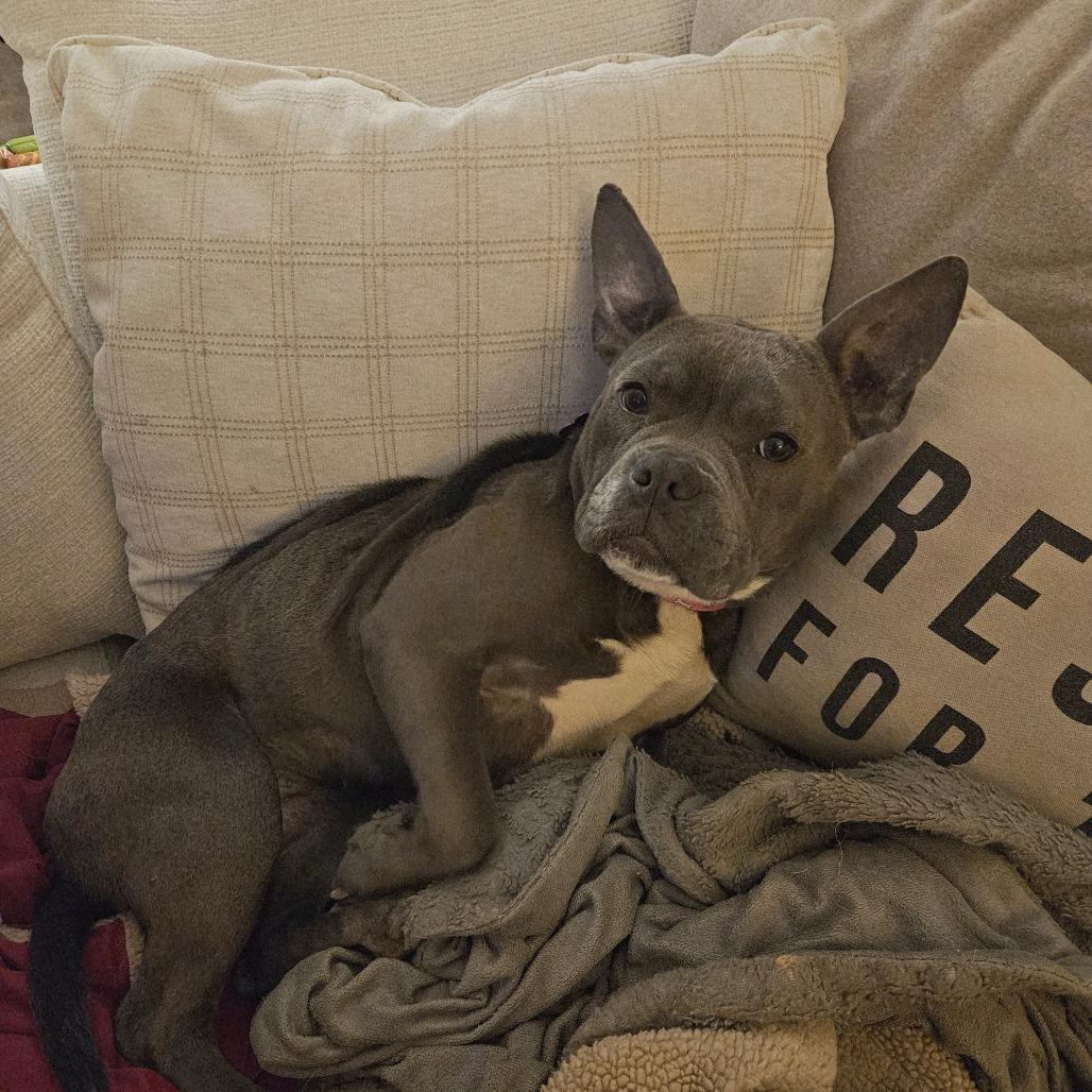 Enlarge Moxie, a Adoptable mixed breed in Houston, TX image 6/6