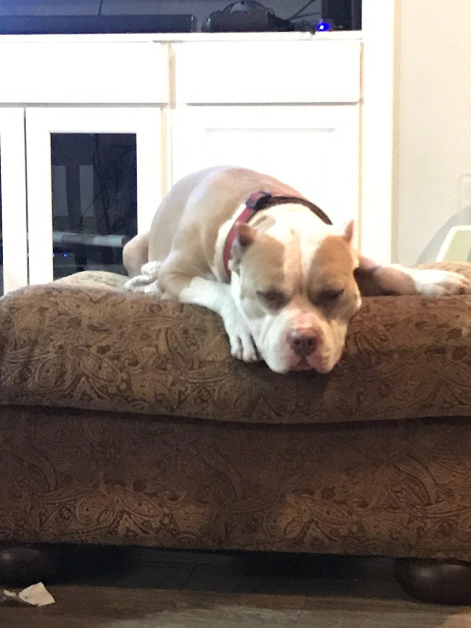 Zeus **Courtesy Listing**, Adoptable, Adult Male American Staffordshire Terrier.