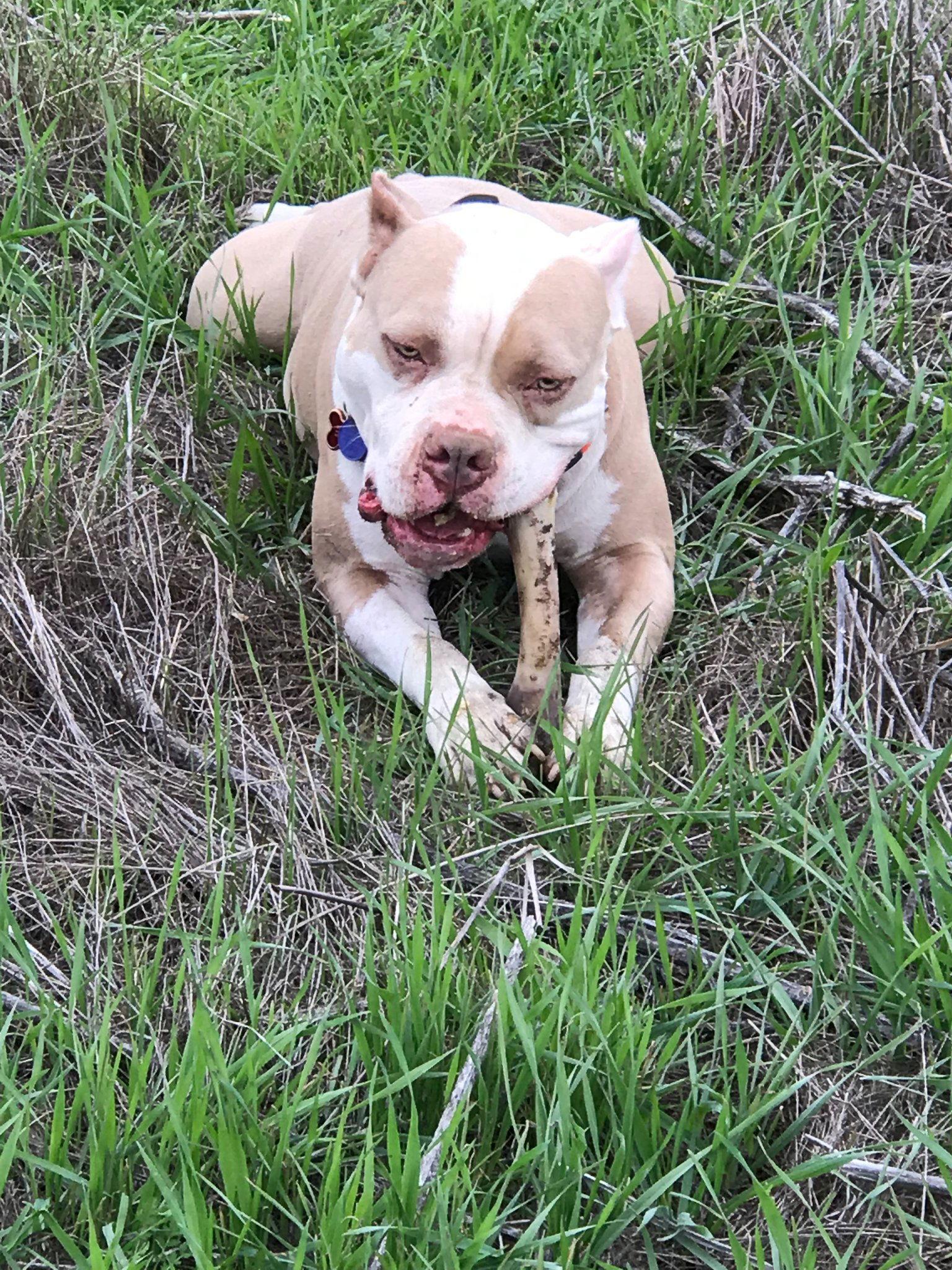 Zeus **Courtesy Listing**, a Adoptable American Staffordshire Terrier in San Diego, CA image 2/6