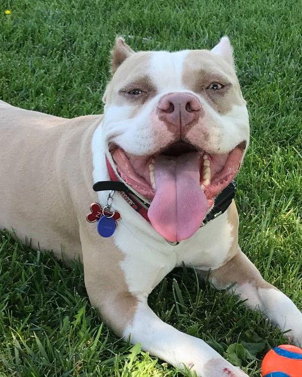 Zeus **Courtesy Listing**, Adoptable, Adult Male American Staffordshire Terrier.