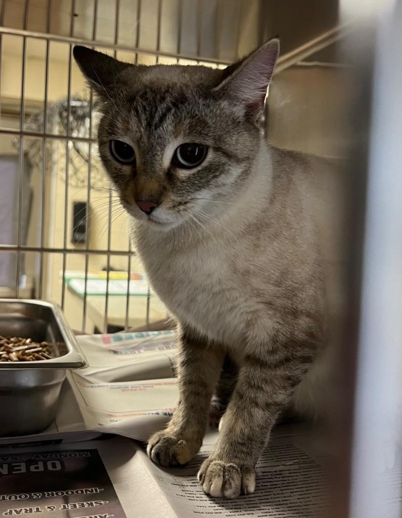 Fiona, Adoptable, Young Female Siamese.