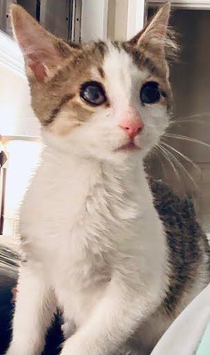 Enlarge Cosette [Visually Impaired], a Adoptable Domestic Short Hair in Chamblee, GA image 1/1