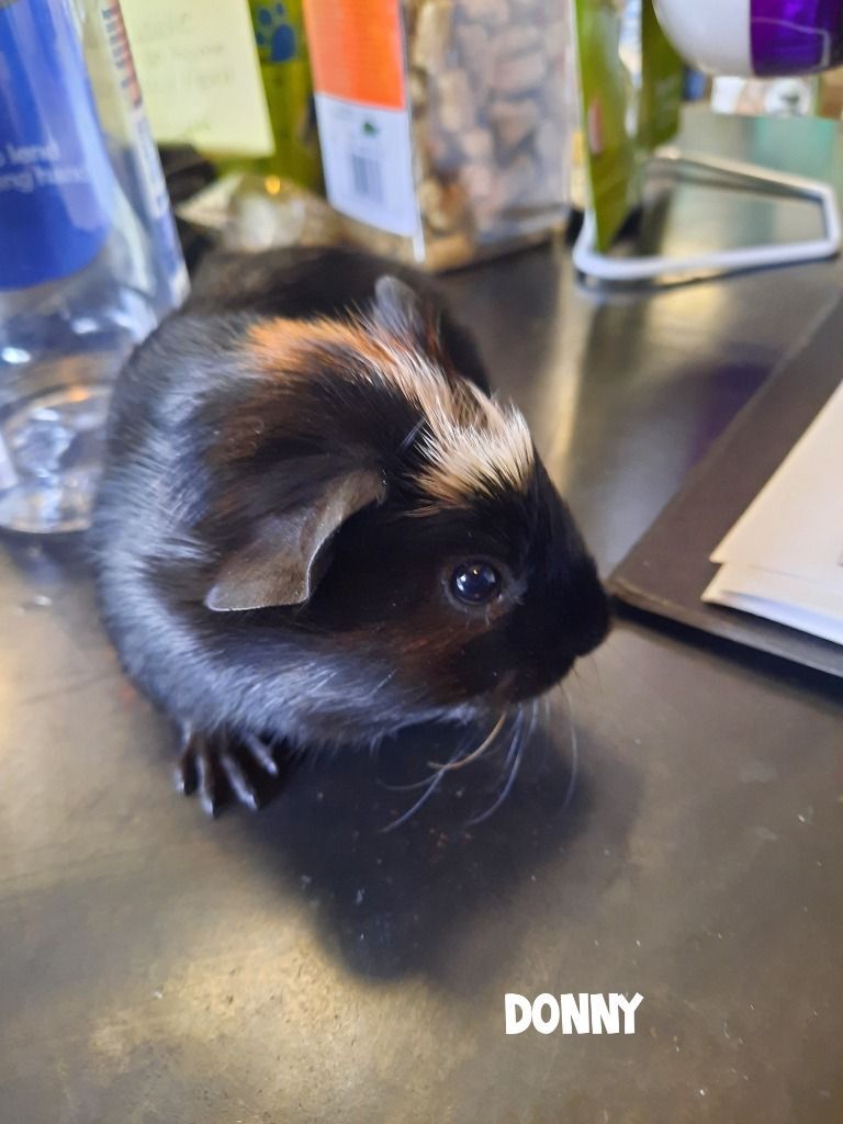 Donny, a Adopted Guinea Pig in CLINTON, WA image 1/2