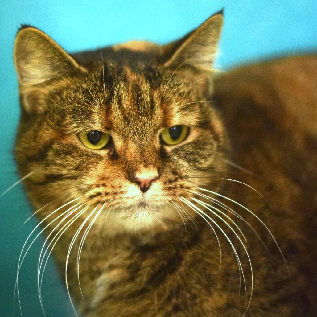 Sypha, Adoptable, Senior Female Domestic Short Hair.