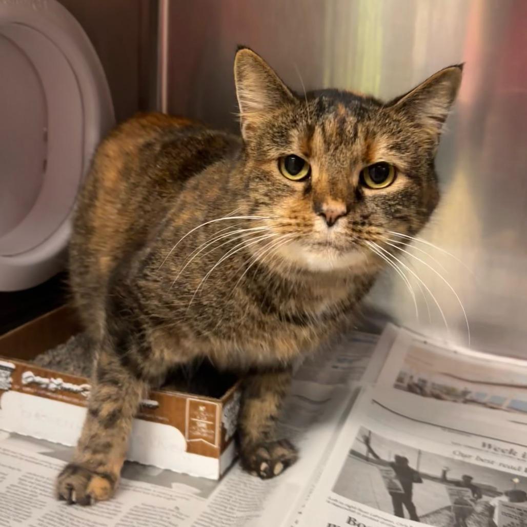 Sypha, Adoptable, Senior Female Domestic Short Hair.