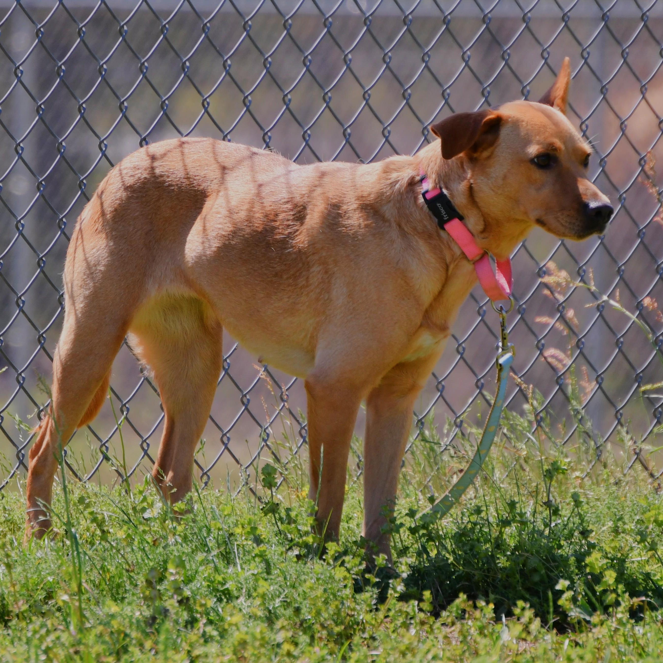 Brownie, ADOPTABLE, Adult Female Mixed Breed.