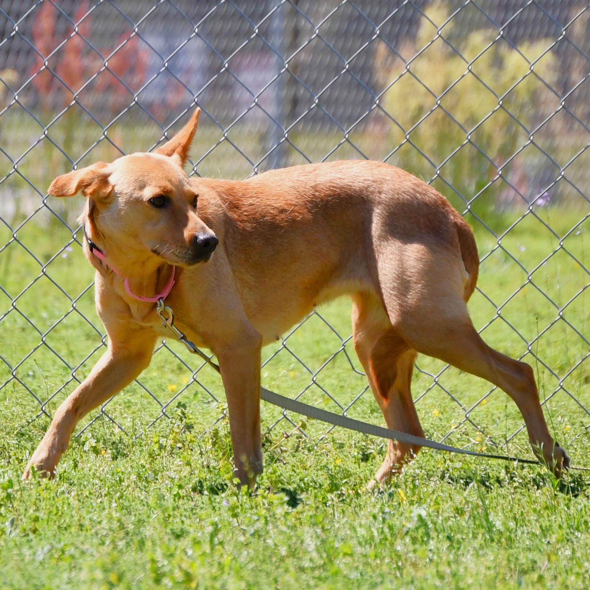 Enlarge Brownie, a ADOPTABLE Mixed Breed in Defuniak Springs, FL image 2/2