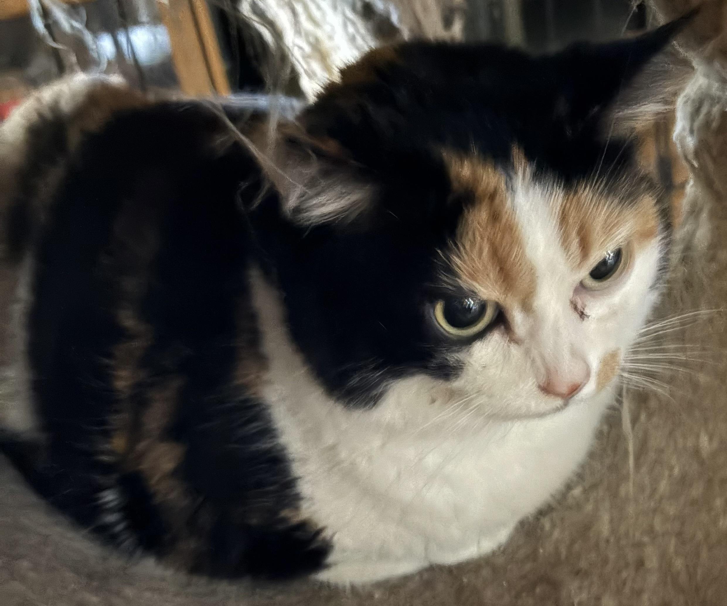 Callie, Adopted, Senior Female Calico.