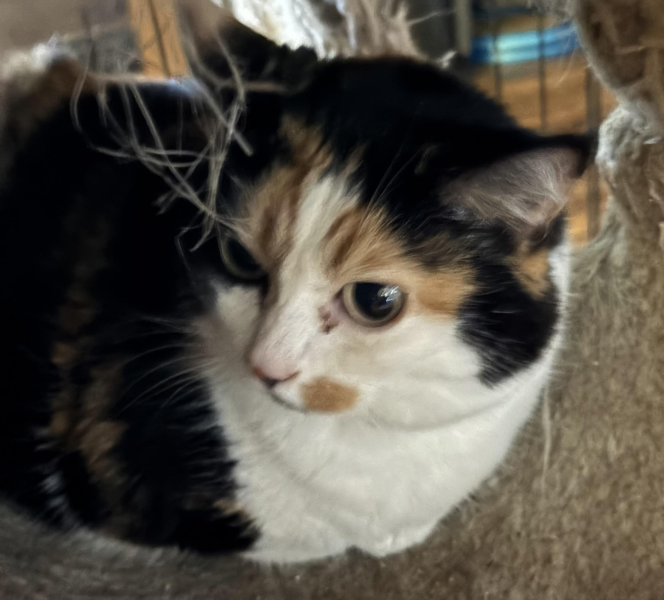 Enlarge Callie, a Adopted Calico in Battle Ground, WA image 2/3