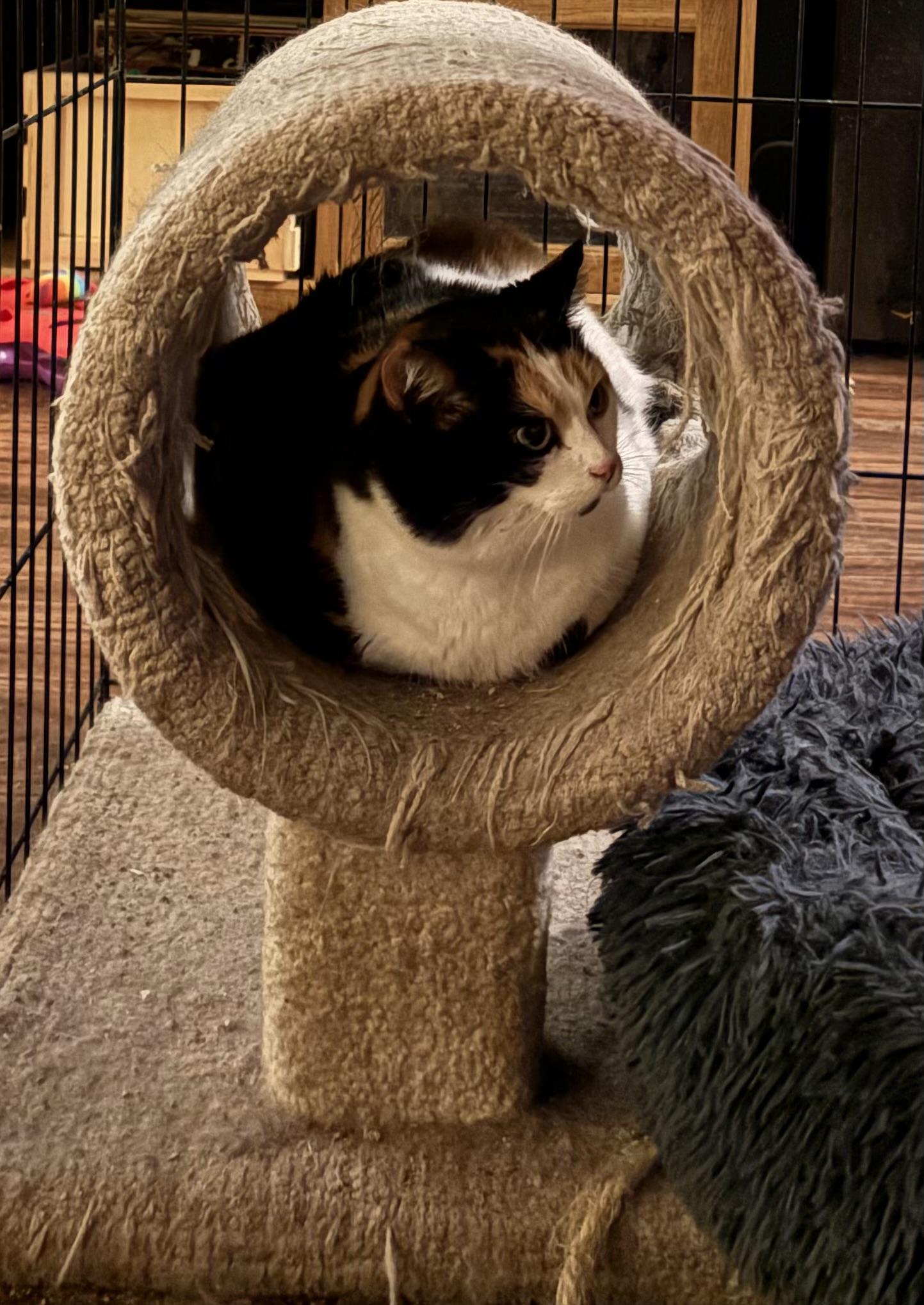 Enlarge Callie, a Adopted Calico in Battle Ground, WA image 3/3