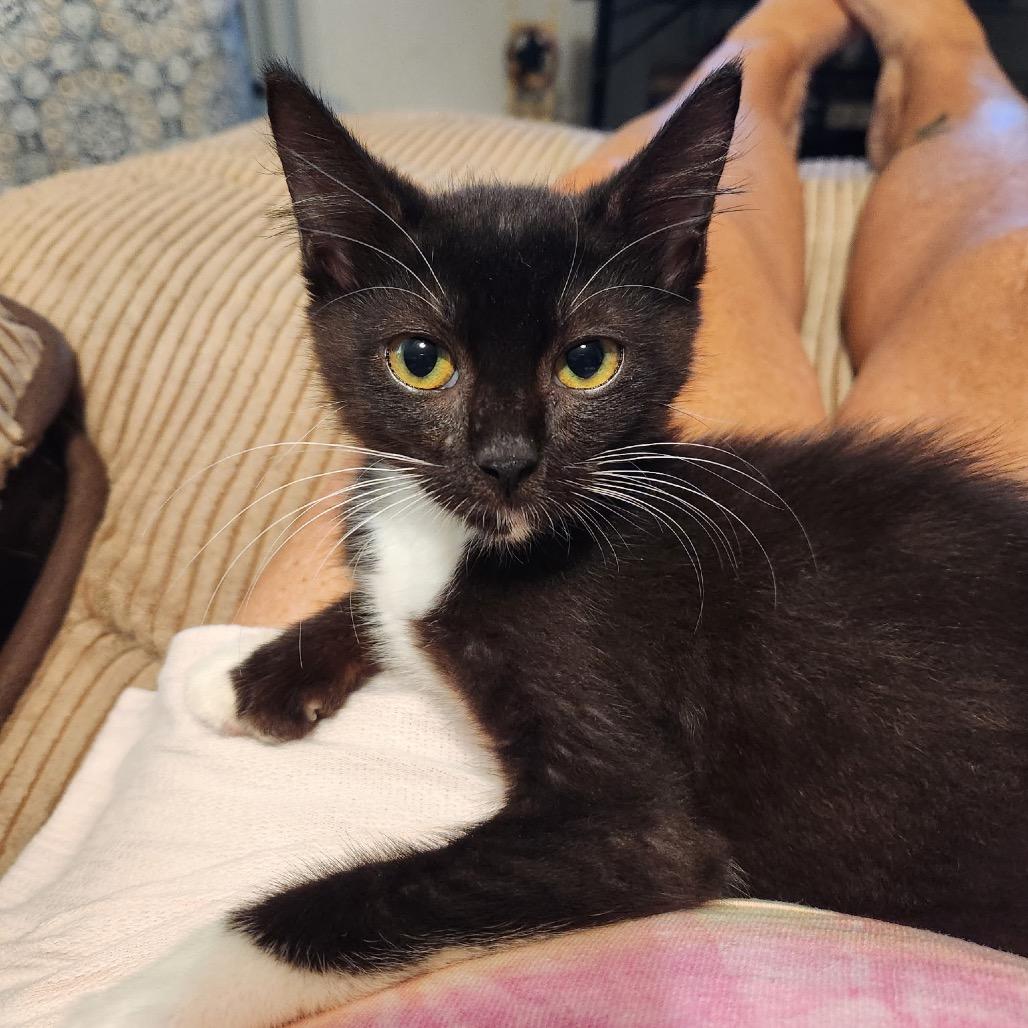 Apollo, Adoptable, Kitten Male Extra-Toes Cat / Hemingway Polydactyl.