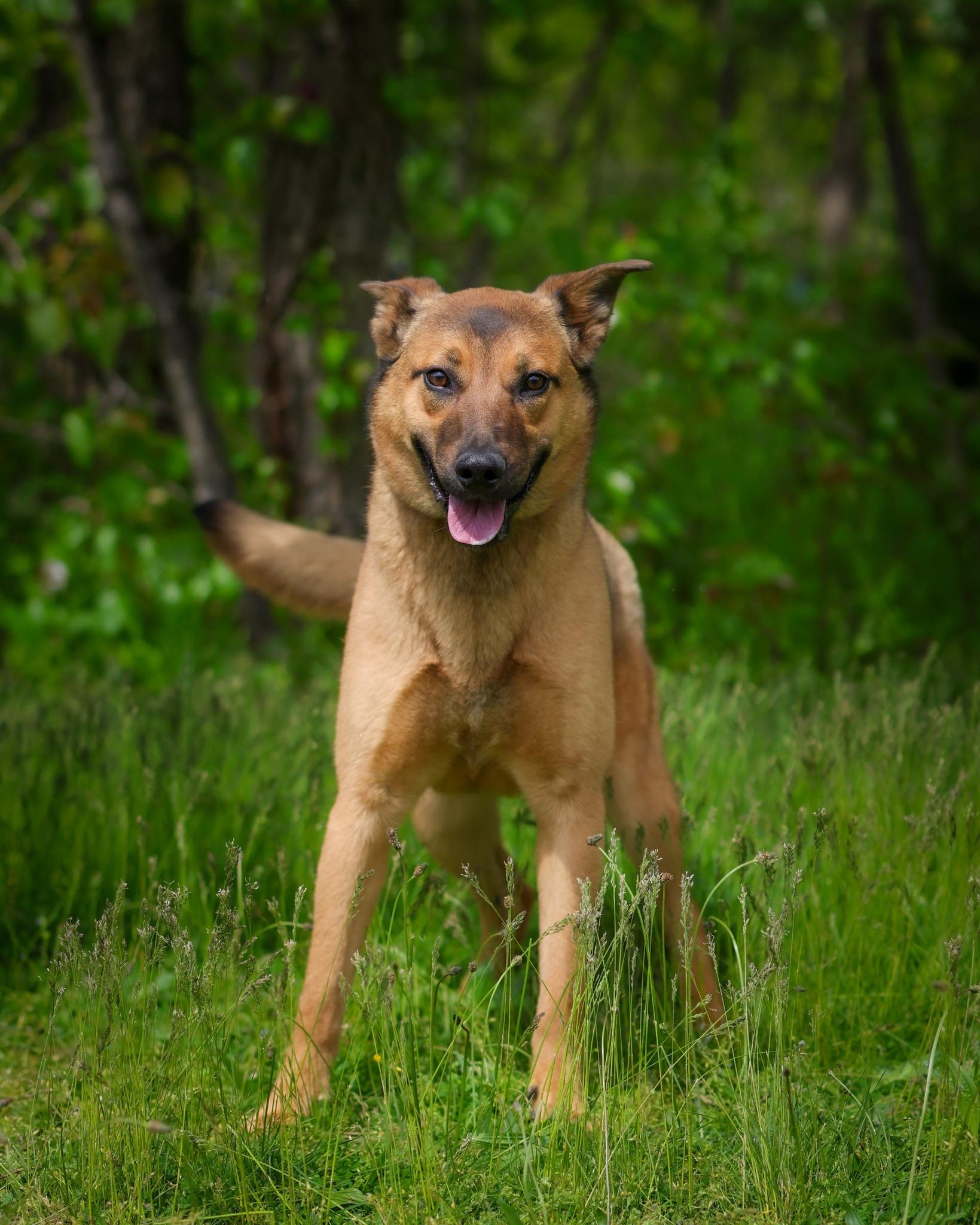 Echo, ADOPTABLE, Young Female Shepherd.