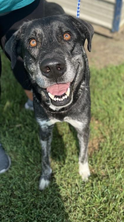 Joe, Adoptable, Adult Male Labrador Retriever & Mixed Breed.