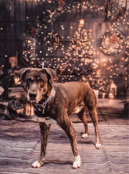 Joe, a Adoptable mixed breed in Vincennes, IN image 2/2