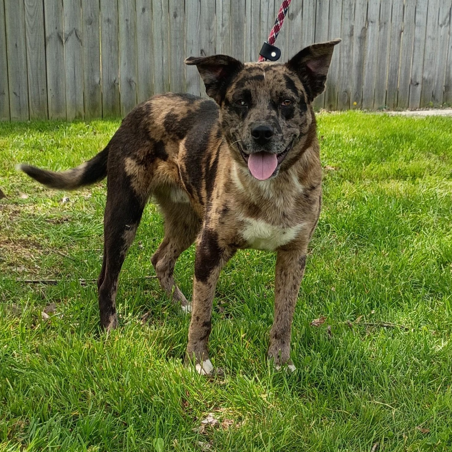 Bailey, ADOPTABLE, Young Male Catahoula Leopard Dog & Shepherd.