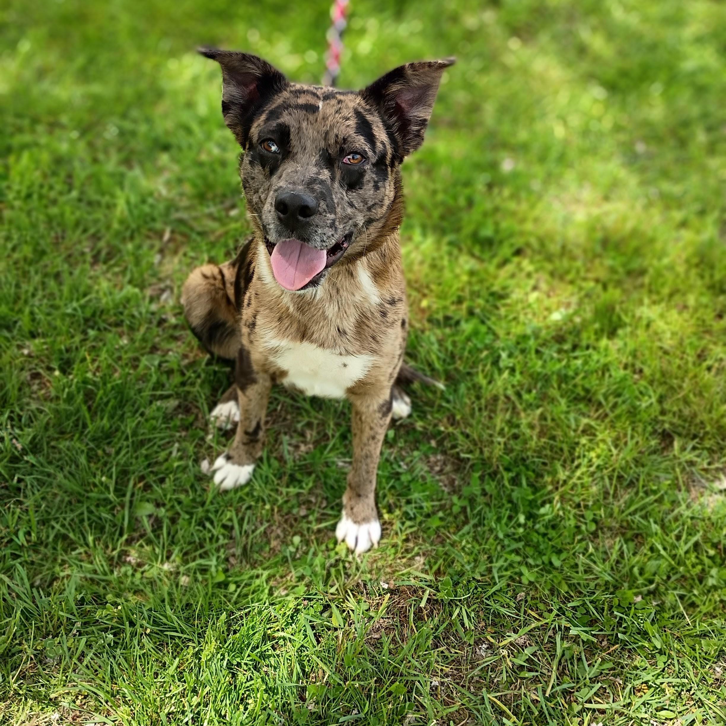 Enlarge Bailey, a ADOPTABLE mixed breed in Maynardville, TN image 2/2