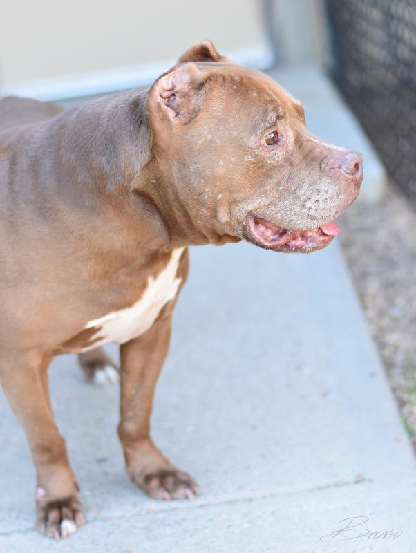 Bruno, a Adoptable mixed breed in Grand Rapids, MI image 3/6