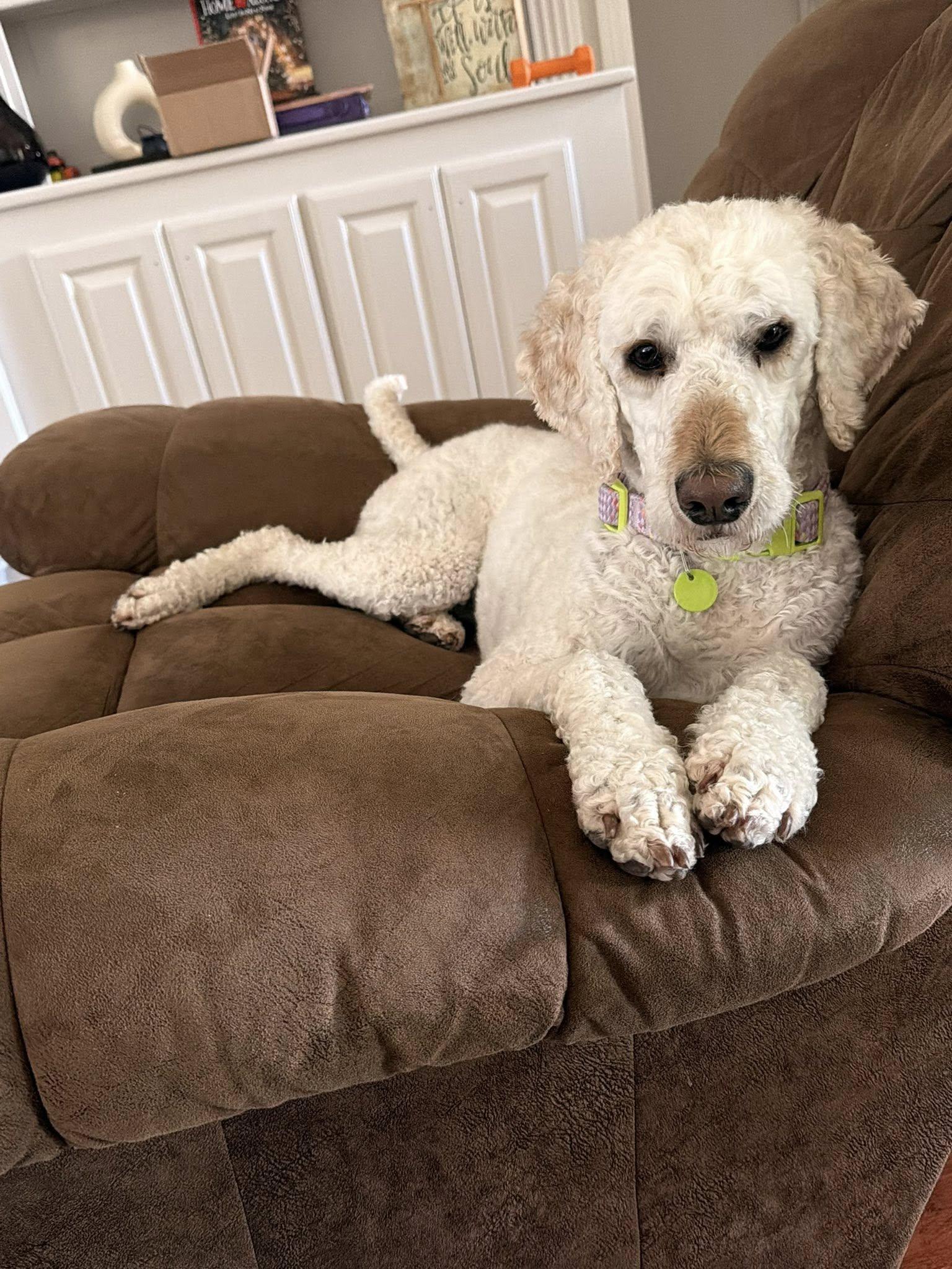 Enlarge Chanel, a ADOPTABLE Poodle in Gonzales, LA image 2/2