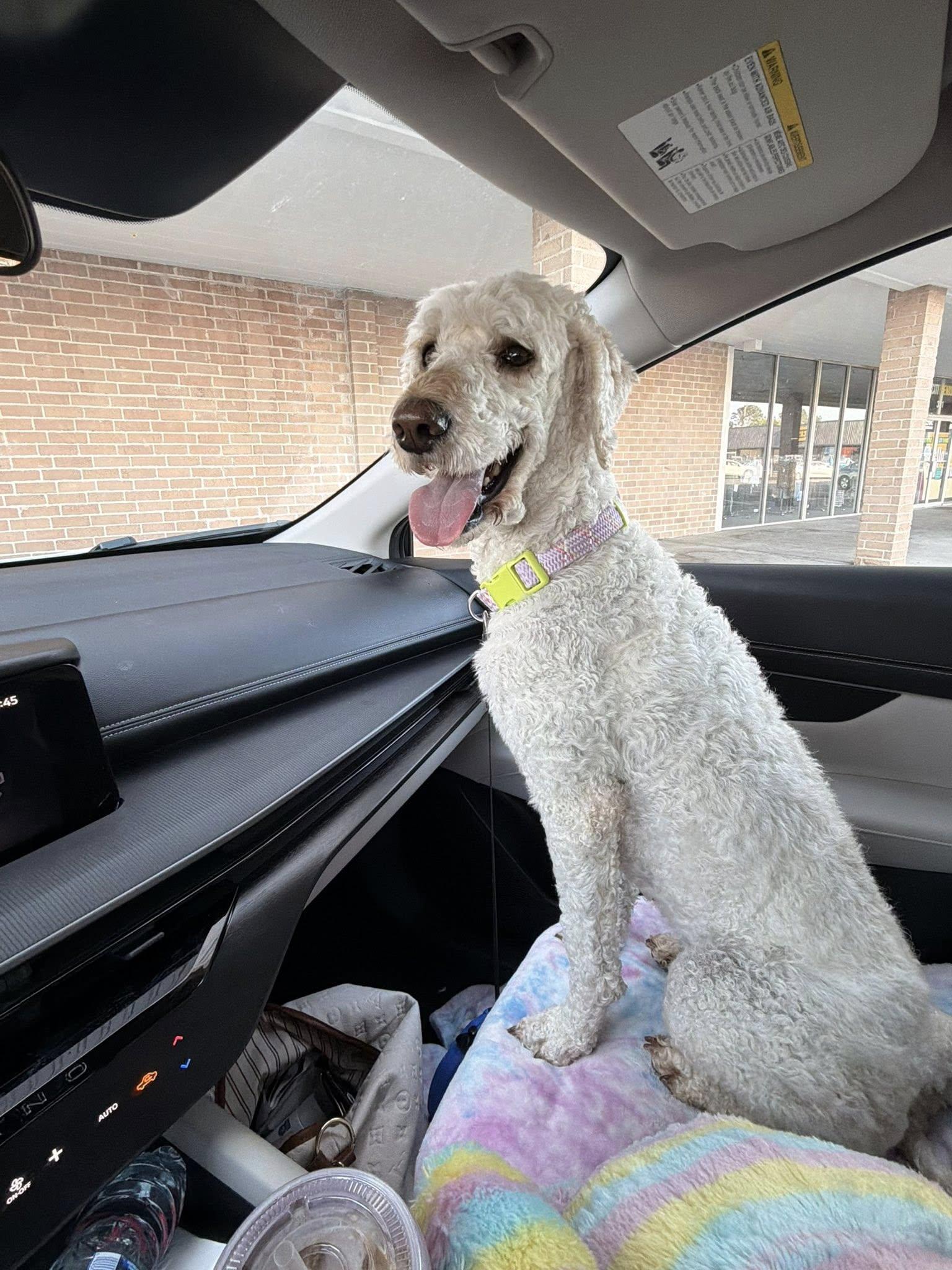 Enlarge Chanel, a ADOPTABLE Poodle in Gonzales, LA image 1/2