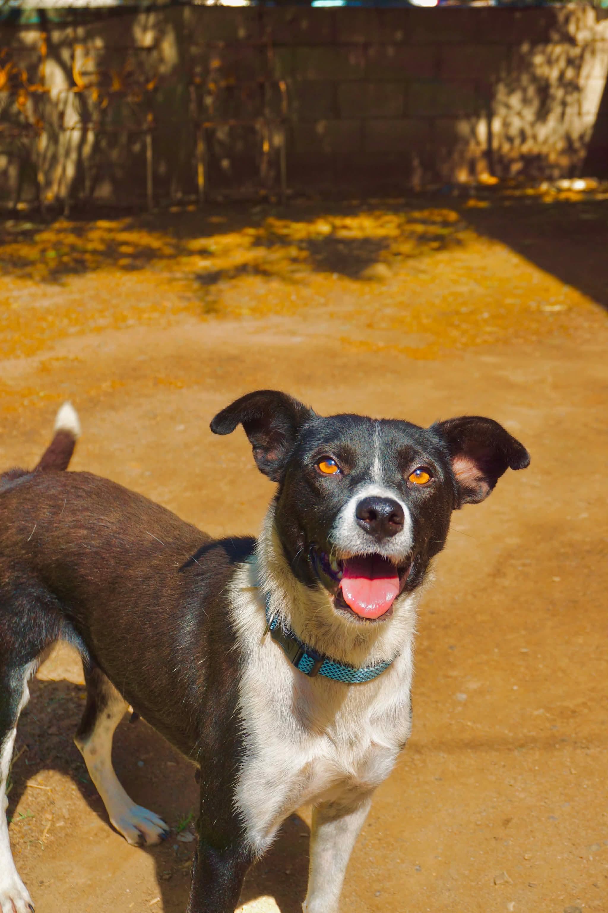 Enlarge Buenas, a Adoptable mixed breed in San Diego, CA image 3/4