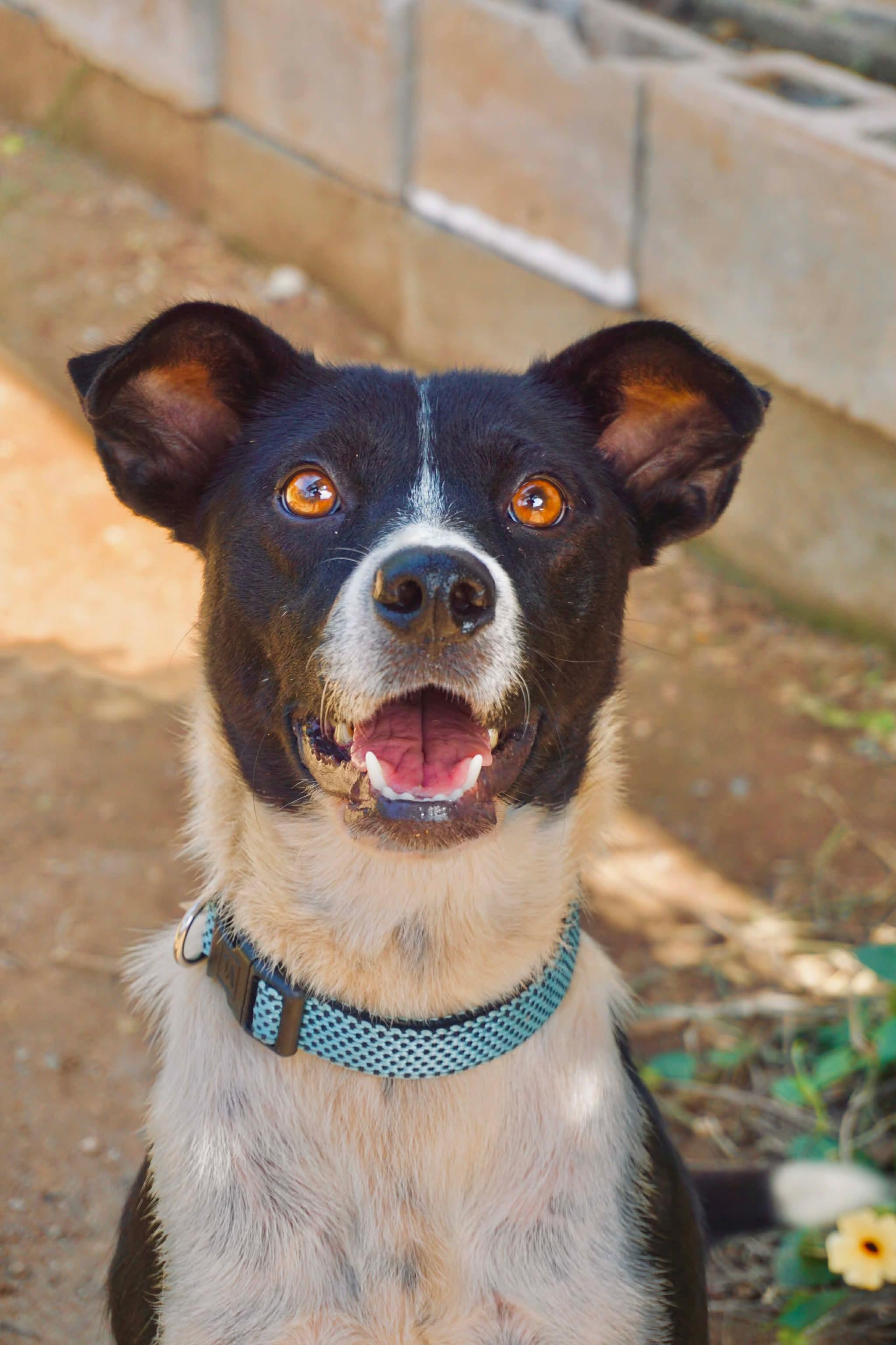 Enlarge Buenas, a Adoptable mixed breed in San Diego, CA image 2/4