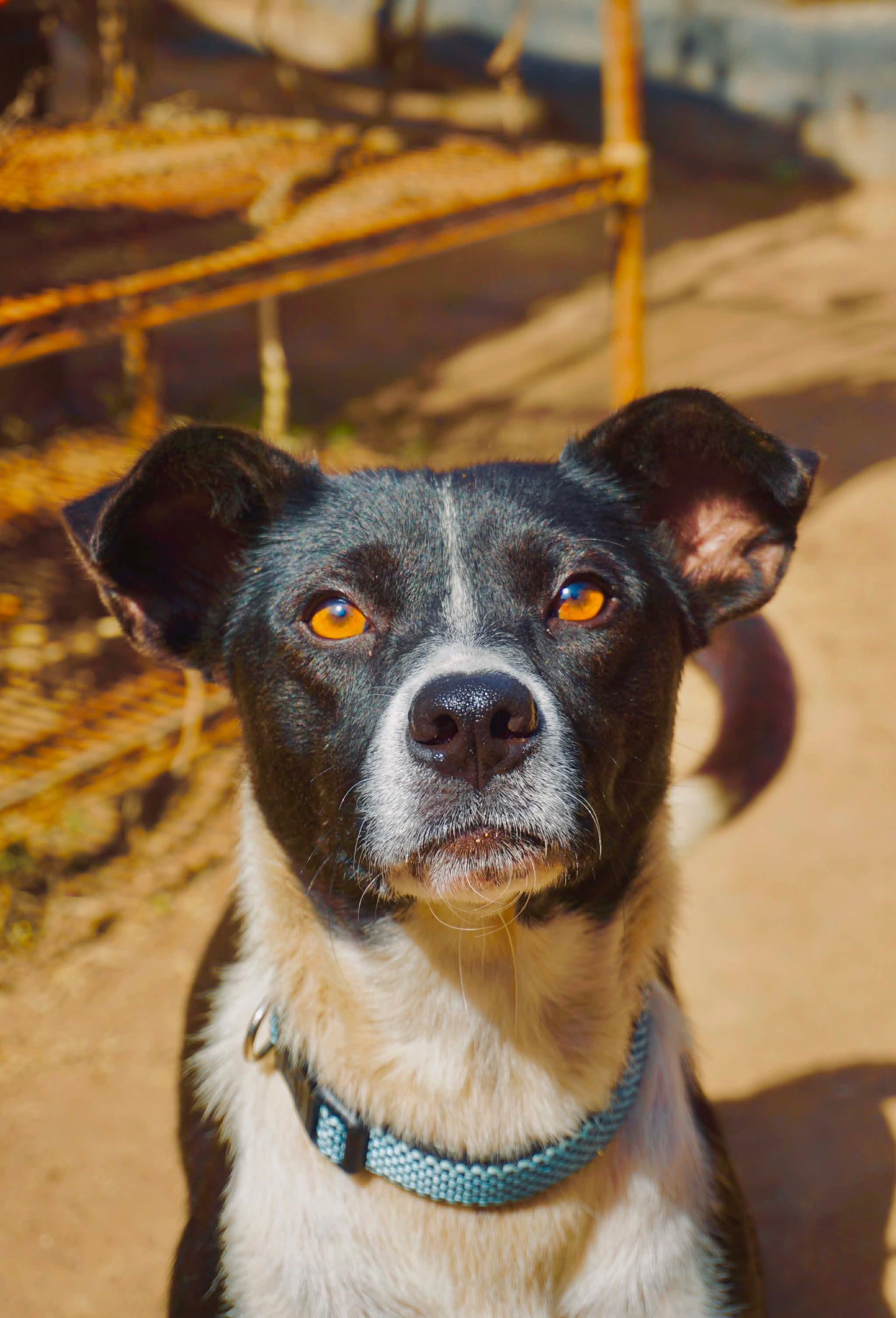 Enlarge Buenas, a Adoptable mixed breed in San Diego, CA image 4/4