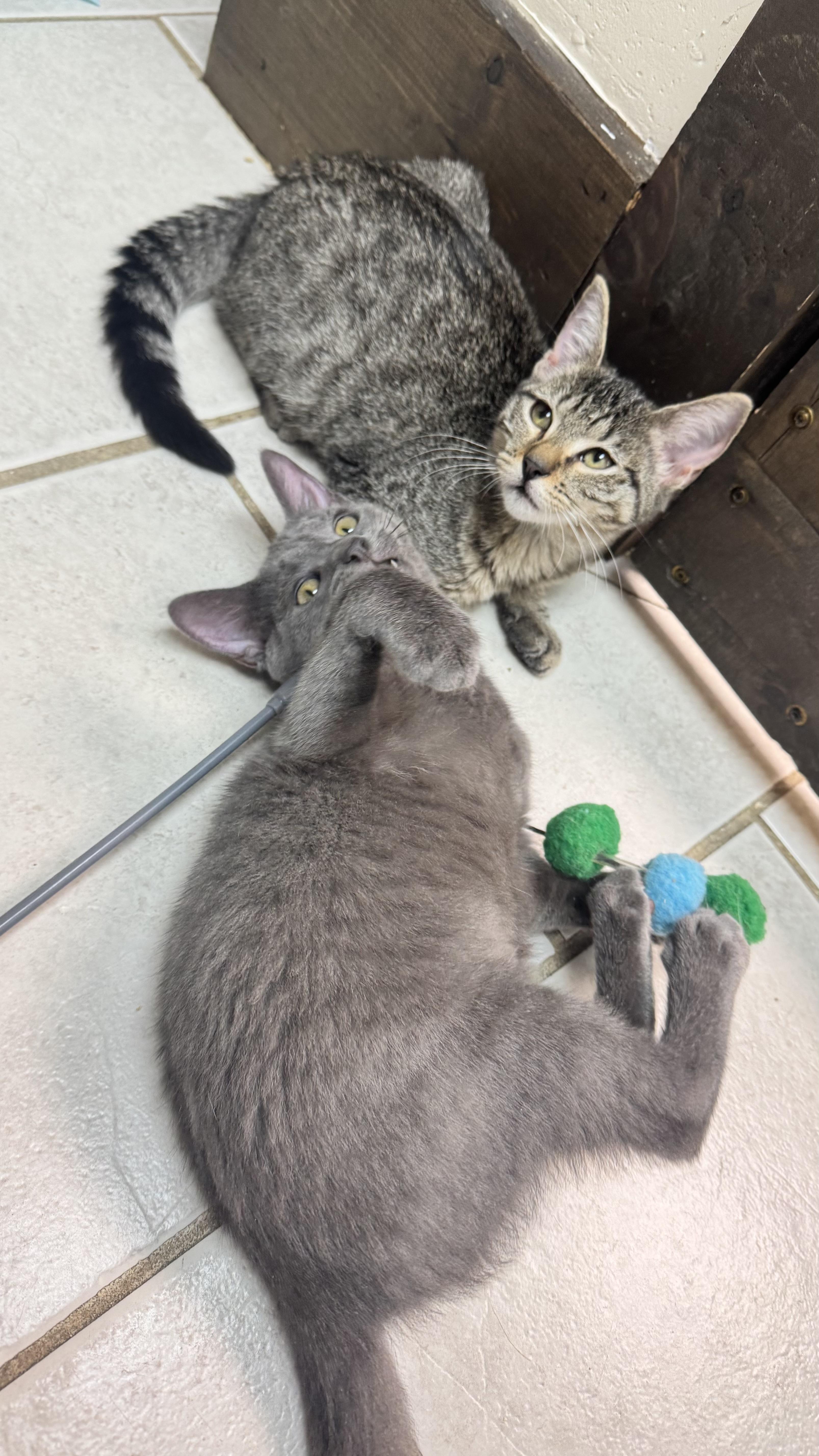Enlarge Emma and Eloise, a Adoptable Domestic Short Hair in Medford, MA image 1/1