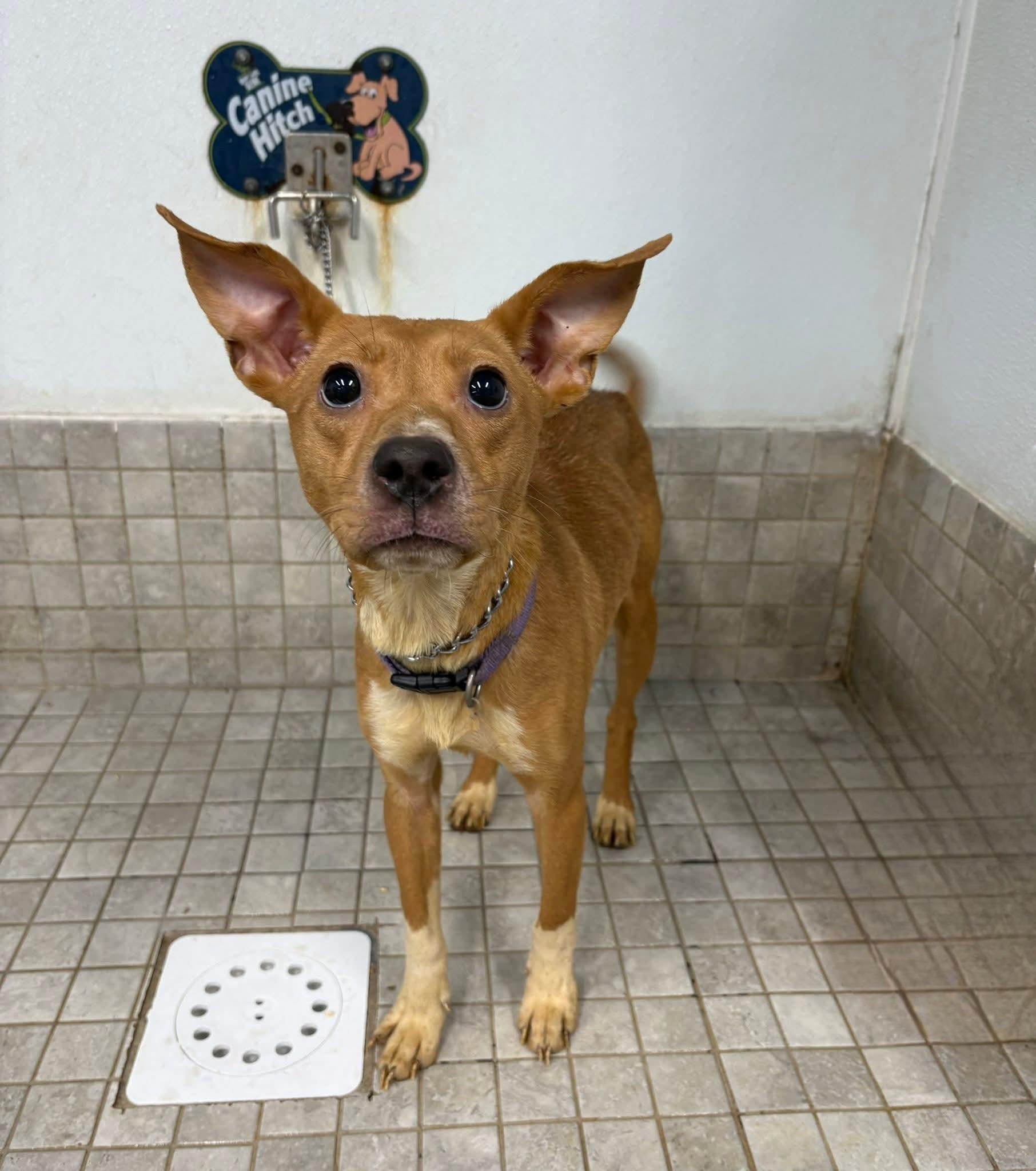 MARINA. tinycauseadopt@gmail.com , ADOPTABLE, Young Female Rat Terrier & Chihuahua.