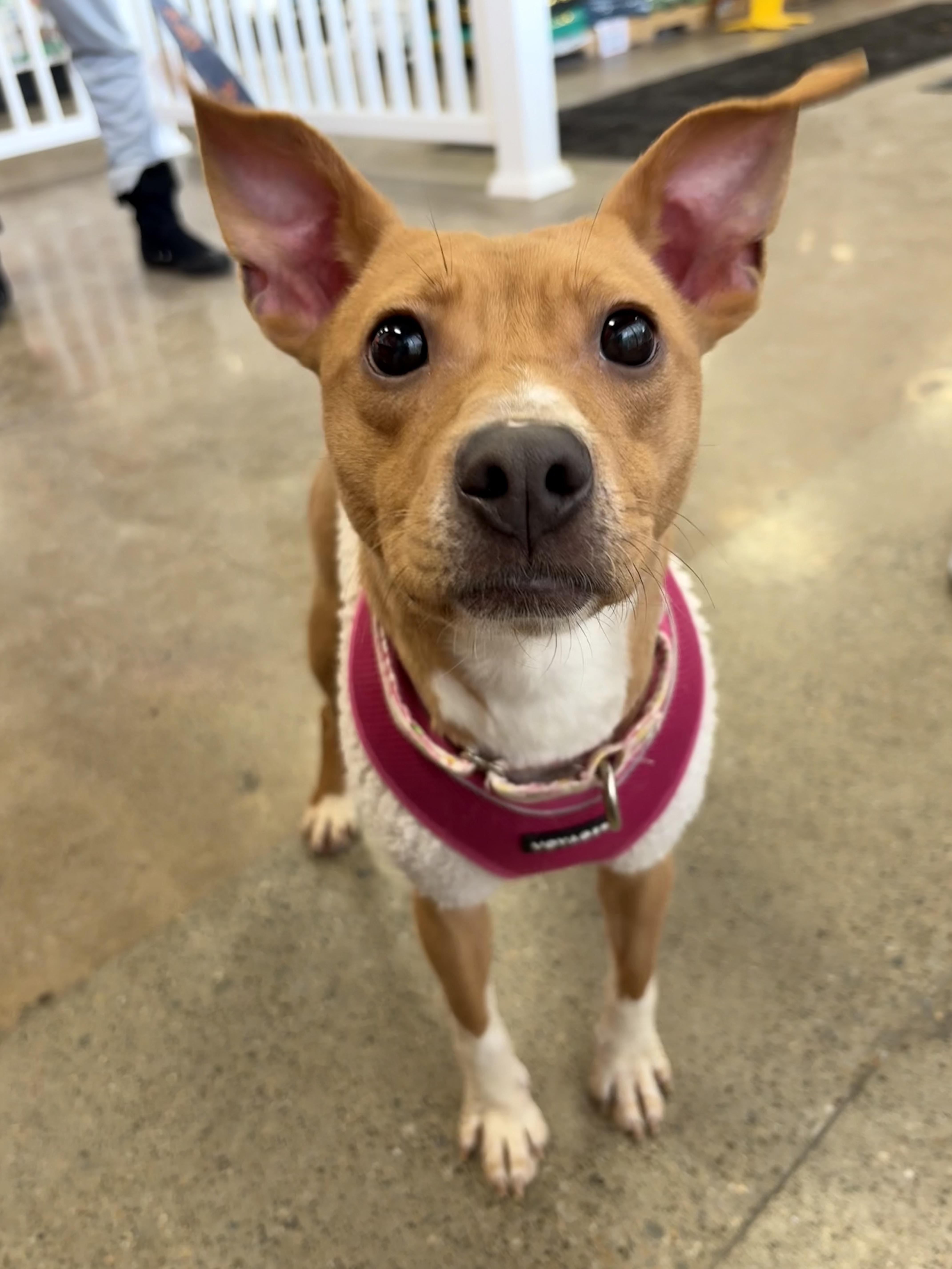 Enlarge MARINA. tinycauseadopt@gmail.com , an adopted mixed breed in Vandergrift, PA image 3/4