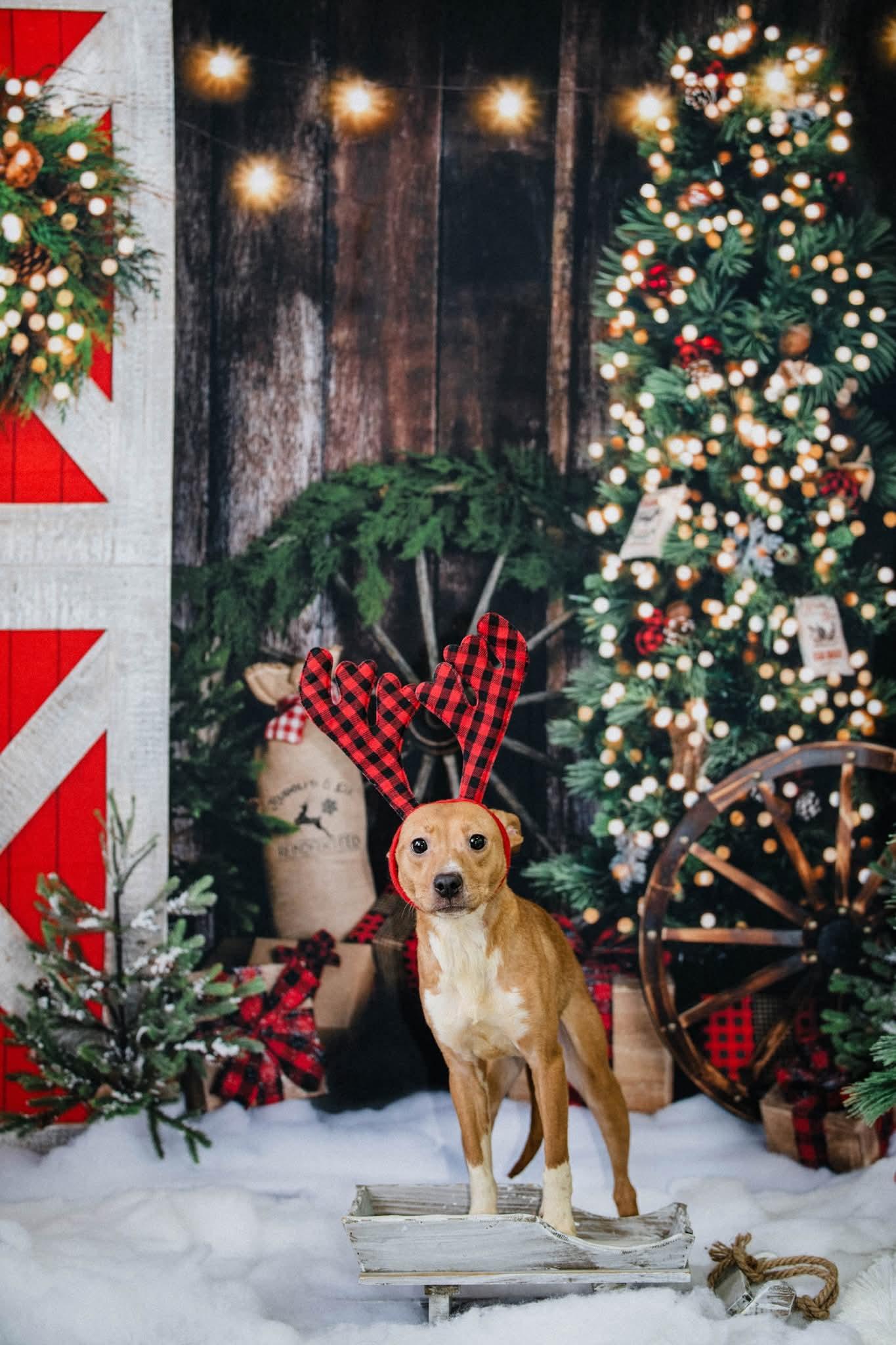 Enlarge MARINA. tinycauseadopt@gmail.com , a ADOPTABLE mixed breed in Vandergrift, PA image 3/4