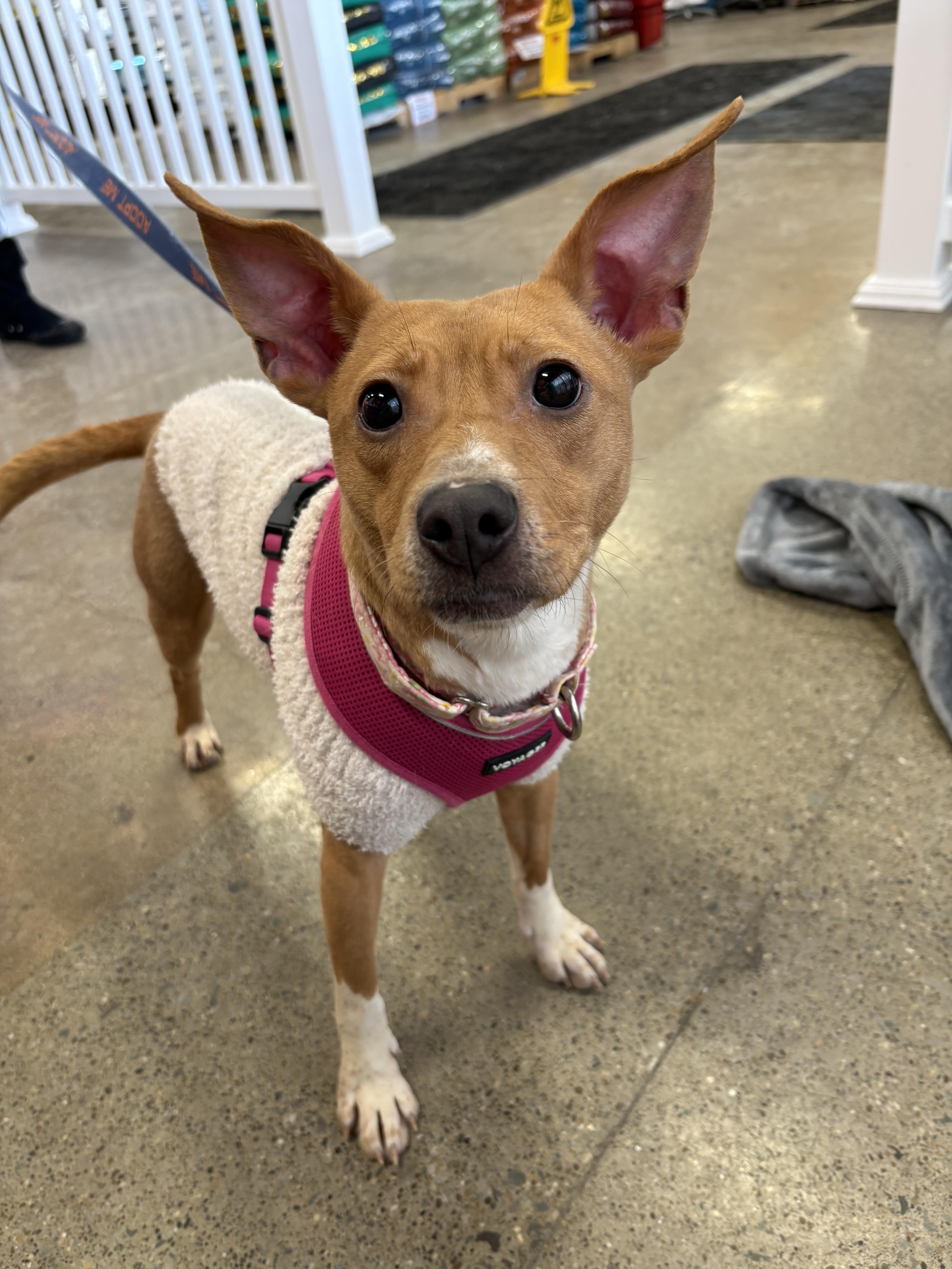 MARINA. tinycauseadopt@gmail.com , ADOPTABLE, Young Female Rat Terrier & Chihuahua.