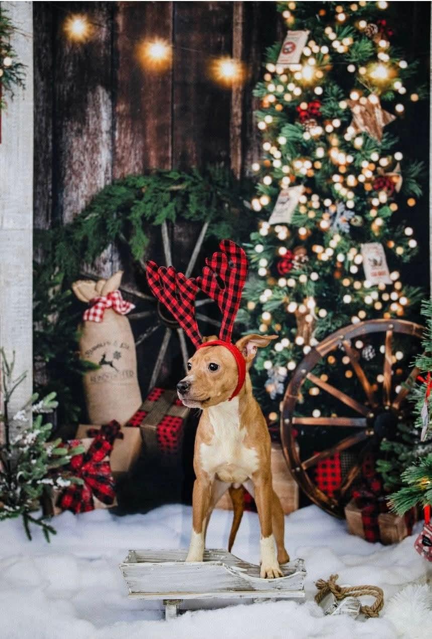 Enlarge MARINA. tinycauseadopt@gmail.com , a ADOPTABLE mixed breed in Vandergrift, PA image 2/4