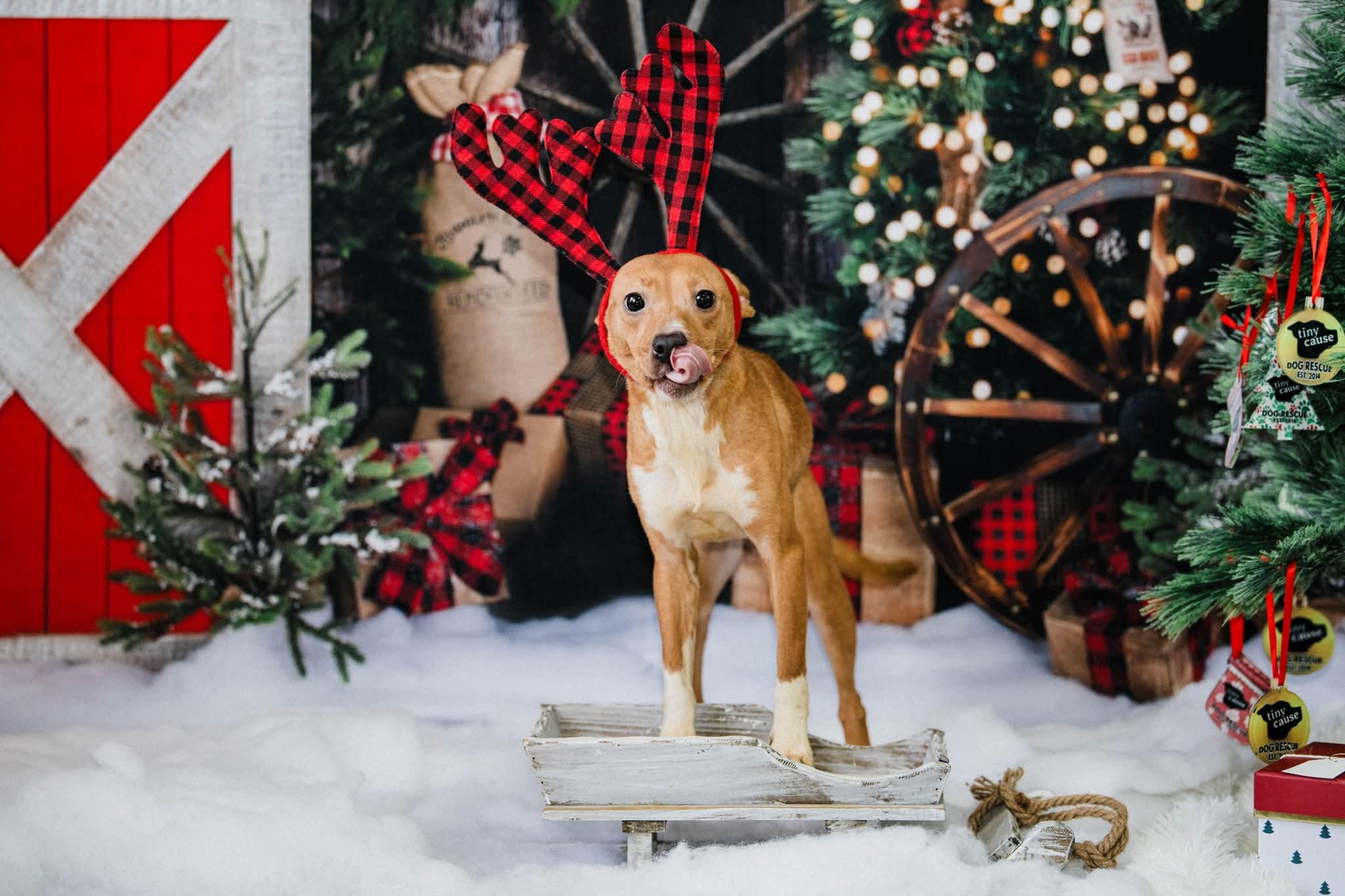 Enlarge MARINA. tinycauseadopt@gmail.com , a ADOPTABLE mixed breed in Vandergrift, PA image 4/4