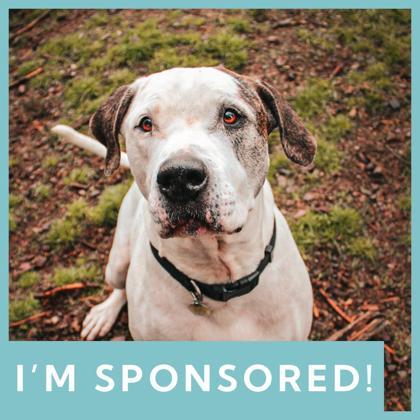 Enlarge Pablo, a ADOPTABLE Mixed Breed in Missoula, MT image 1/2