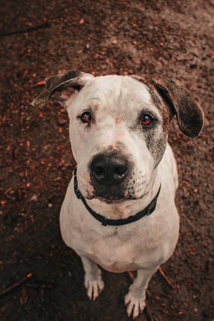 Enlarge Pablo, a ADOPTABLE Mixed Breed in Missoula, MT image 2/2