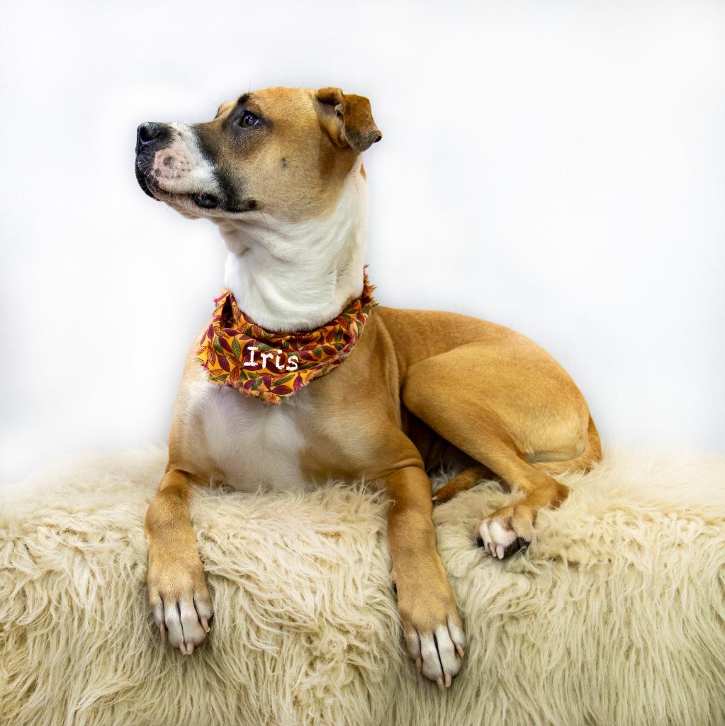 Enlarge Iris, a Adoptable mixed breed in Hot Springs Village, AR image 1/2