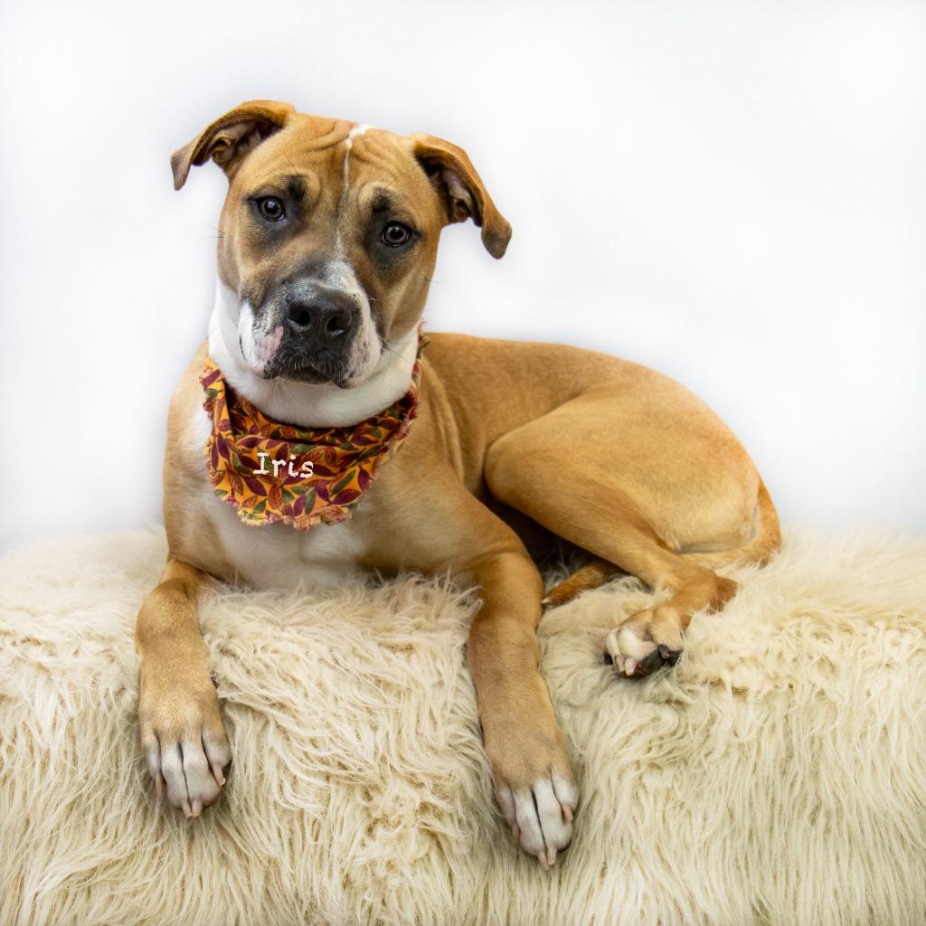 Enlarge Iris, a Adoptable mixed breed in Hot Springs Village, AR image 2/2