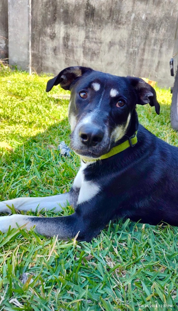 Tundra, a Adoptable Shepherd in Orlando, FL image 2/6