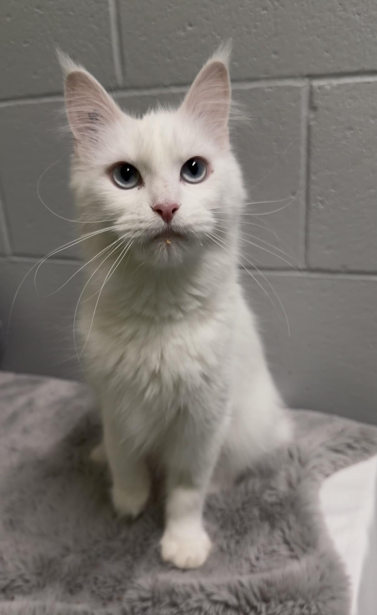 Kennedy, ADOPTABLE, Young Female Maine Coon.