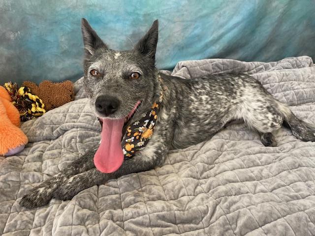 KYRA, Adoptable, Adult Female Australian Cattle Dog / Blue Heeler.