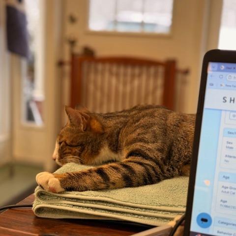 Enlarge Stefan, a Adoptable Domestic Short Hair in New Fairfield, CT image 1/6